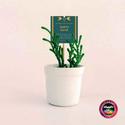 Suculentas recordatorios matera cerámica vaso 6x5cm blanco con tarjeta